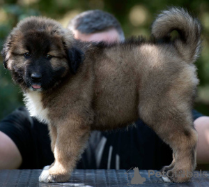 Zusätzliche Fotos: Kaukasische Schäferhundwelpen