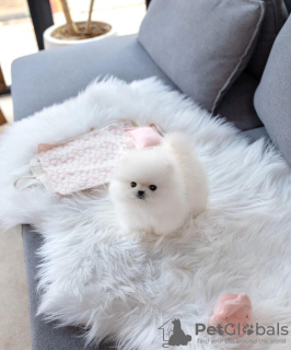 Foto №3. Heleley Pommersche Welpen. USA