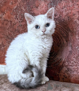 Foto №1. selkirk rex shorthair - zum Verkauf in der Stadt Pinneberg | 350€ | Ankündigung № 173535