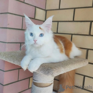 Foto №2 zu Ankündigung № 169099 zu verkaufen maine-coon-katze - einkaufen Finnland quotient 	ankündigung