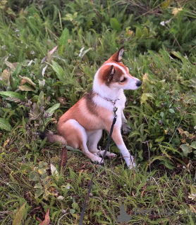 Foto №2 zu Ankündigung № 159190 zu verkaufen norwegischer buhund - einkaufen Norwegen quotient 	ankündigung