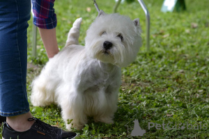 Foto №4. Ich werde verkaufen west highland white terrier in der Stadt Dassewice. züchter - preis - 1200€