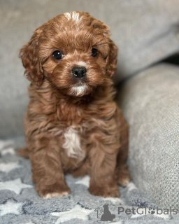 Foto №1. cavalier king charles spaniel - zum Verkauf in der Stadt Köln | verhandelt | Ankündigung № 127630