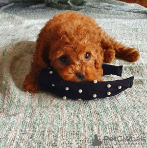 Foto №2 zu Ankündigung № 48031 zu verkaufen pudel (toy) - einkaufen Schweden züchter