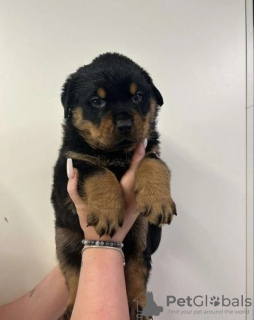 Foto №1. rottweiler - zum Verkauf in der Stadt Santa Monica | 663€ | Ankündigung № 118935