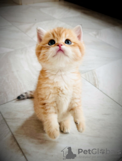 Foto №3. Britisch Longhair. Frankreich