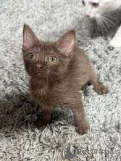 Foto №4. Ich werde verkaufen havana-katze in der Stadt Helsinki. quotient 	ankündigung, züchter - preis - 580€