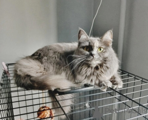 Foto №1.  - zum Verkauf in der Stadt Samara | Frei | Ankündigung № 153453