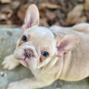 Foto №4. Ich werde verkaufen französische bulldogge in der Stadt New York. quotient 	ankündigung - preis - 775€