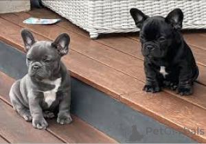 Foto №3. Französische Bulldogge Welpen zu verkaufen. Österreich