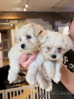 Foto №1. bichon frisé - zum Verkauf in der Stadt Paris | 484€ | Ankündigung № 160948