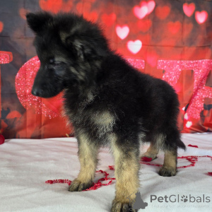 Foto №2 zu Ankündigung № 164585 zu verkaufen deutscher schäferhund - einkaufen Deutschland quotient 	ankündigung