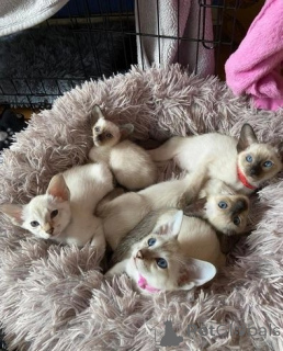 Foto №1. siamkatze - zum Verkauf in der Stadt Castrop-Raixel | 350€ | Ankündigung № 149736