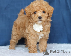 Foto №2 zu Ankündigung № 159860 zu verkaufen english cocker spaniel - einkaufen Litauen quotient 	ankündigung