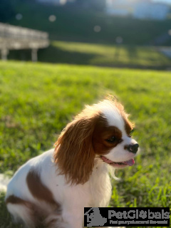 Foto №2. Paarung Service cavalier king charles spaniel. Preis - verhandelt