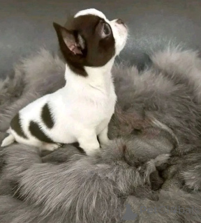 Foto №2. Heimtierprodukte in USA. Price - 372€. Ankündigung № 141883 