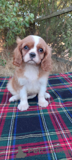 Foto №4. Ich werde verkaufen cavalier king charles spaniel in der Stadt Kiew. züchter - preis - 757€