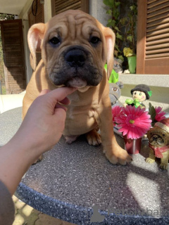 Foto №2 zu Ankündigung № 167374 zu verkaufen american bulldog - einkaufen Finnland quotient 	ankündigung