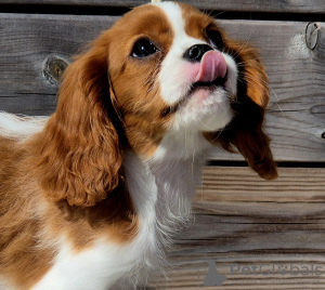 Foto №2 zu Ankündigung № 102615 zu verkaufen cavalier king charles spaniel - einkaufen Norwegen quotient 	ankündigung, züchter