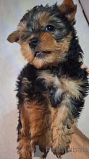 Foto №4. Ich werde verkaufen biewer terrier, yorkshire terrier in der Stadt Vilnius. quotient 	ankündigung, vom kindergarten, züchter - preis - 600€
