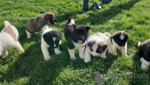 Foto №2 zu Ankündigung № 130438 zu verkaufen akita - einkaufen Deutschland quotient 	ankündigung