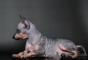 Zusätzliche Fotos: American Hairless Terrier-Welpen