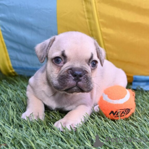Foto №3. Französische Bulldogge zu verkaufen. Kolumbien