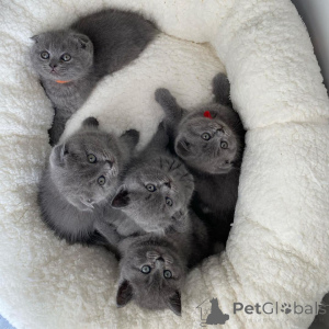 Foto №4. Ich werde verkaufen schottische faltohrkatze in der Stadt Vaskjala. quotient 	ankündigung - preis - verhandelt
