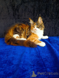 Zusätzliche Fotos: Maine-Coon-Kätzchen