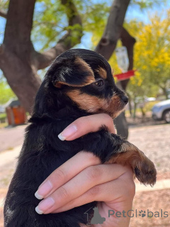 Foto №2 zu Ankündigung № 172869 zu verkaufen yorkshire terrier - einkaufen Neuseeland quotient 	ankündigung