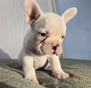 Foto №2 zu Ankündigung № 172354 zu verkaufen französische bulldogge - einkaufen Frankreich quotient 	ankündigung