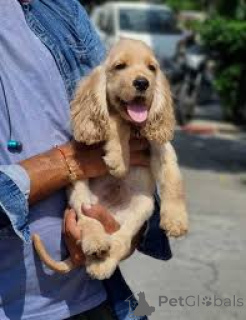 Foto №3. Chiots Cocker Spaniel Englisch zu verkaufen. Frankreich