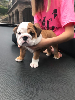 Foto №3. Englische Bulldogge mit Stammbaum ab sofort erhältlich. Deutschland