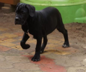 Zusätzliche Fotos: Cane Corso Welpen zu verkaufen