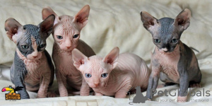 Foto №1. sphynx-katze - zum Verkauf in der Stadt Антверпен | 250€ | Ankündigung № 115083