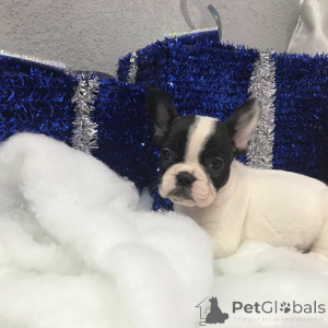 Foto №2 zu Ankündigung № 149978 zu verkaufen yorkshire terrier - einkaufen USA quotient 	ankündigung, vom kindergarten, aus dem tierheim, züchter