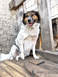 Foto №1. mischlingshund - zum Verkauf in der Stadt Lipezk | Frei | Ankündigung № 154360