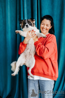 Foto №2 zu Ankündigung № 130366 zu verkaufen mischlingshund - einkaufen Russische Föderation aus dem tierheim