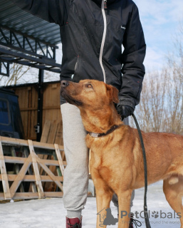 Foto №3. Hundesitter und Helfer suchen ein Zuhause. Russische Föderation