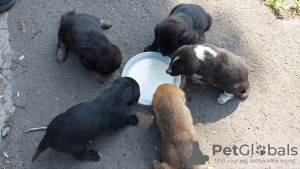 Foto №2 zu Ankündigung № 52487 zu verkaufen mischlingshund - einkaufen Ukraine quotient 	ankündigung