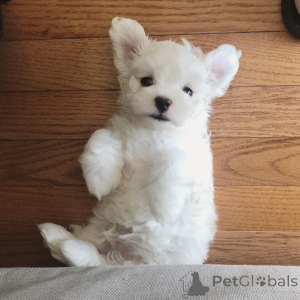 Foto №2 zu Ankündigung № 136905 zu verkaufen lhasa apso - einkaufen Schweiz 