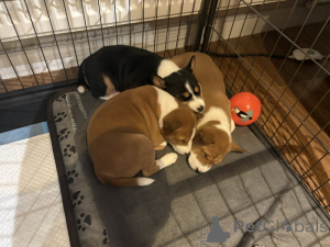 Foto №2 zu Ankündigung № 135170 zu verkaufen basenji - einkaufen Deutschland quotient 	ankündigung