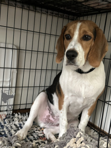 Foto №1. beagle - zum Verkauf in der Stadt Берч Ран | 473€ | Ankündigung № 103232