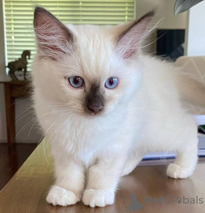 Foto №4. Ich werde verkaufen ragdoll-katze in der Stadt Sydney. quotient 	ankündigung - preis - 744€