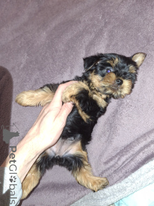 Foto №2 zu Ankündigung № 162872 zu verkaufen biewer terrier, yorkshire terrier - einkaufen Schweden quotient 	ankündigung, vom kindergarten, züchter