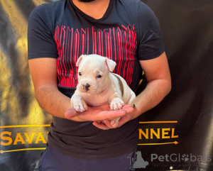 Foto №3. Amerikanischer Staffordshire Terrier, Welpen von erstklassiger Abstammung. Serbien