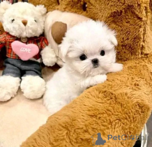 Foto №2 zu Ankündigung № 163385 zu verkaufen malteser - einkaufen Polen züchter