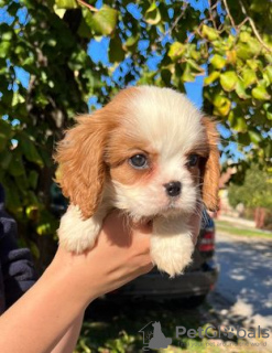 Foto №4. Ich werde verkaufen cavalier king charles spaniel in der Stadt Zrenjanin. züchter - preis - verhandelt