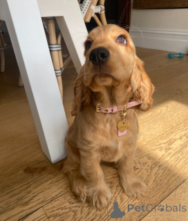 Foto №2 zu Ankündigung № 161299 zu verkaufen english cocker spaniel - einkaufen Niederlande züchter