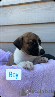 Foto №2 zu Ankündigung № 143907 zu verkaufen beagle - einkaufen Russische Föderation quotient 	ankündigung